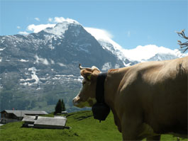 the-eiger-switzerland the-eiger-switzerland